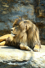 Large, powerful male lion