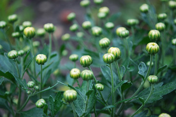 bush with the buds of shallow yellow chrysanthemum