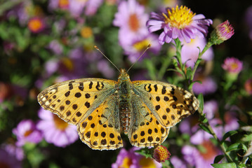 butterfly on a flower