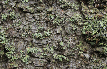 The bark of an old pine tree closeup. Between the fibers grows white-green moss. Creative texture for background.