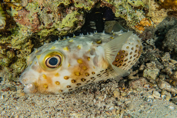 Fish swim in the Red Sea, colorful fish, Eilat Israel © yeshaya