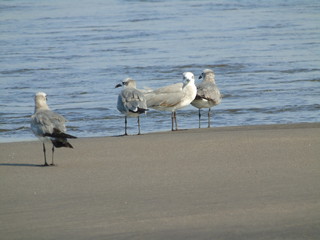 Obraz premium beach birds