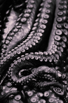 Close up of octopus tentacles