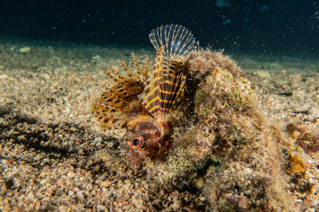 Fish swim in the Red Sea, colorful fish, Eilat Israel