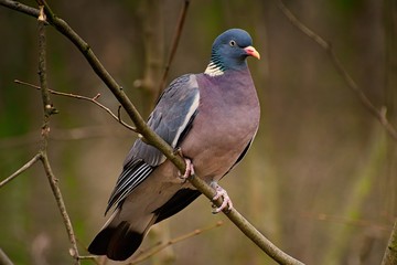 Common wood pigeon
