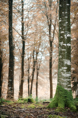 Idless woods cornwall england uk beechwood forest 