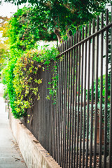 Wrought Iron Fence 