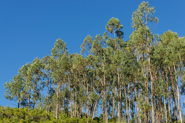 Fototapeta premium Eukalyptuswald in Portugal