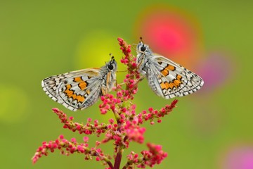 Obraz premium Pyrgus sidae 634