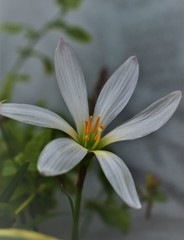 Fototapeta premium white flower