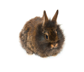 The little gray bunny
