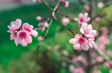 Obraz premium wild flowers sakura bush