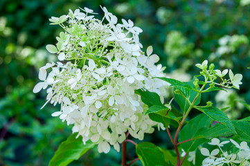 Panicle hydrangea of white color.