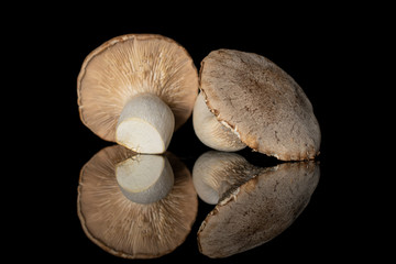 Group of two whole raw fresh creamy king trumpet mushroom isolated on black glass