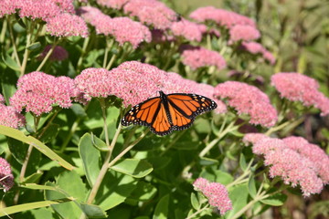 Single monarch butterfly on a butterfly bush flower