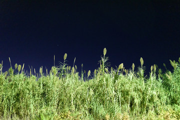 grass on blue background