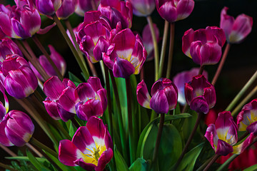 Obraz premium violet, purple, yellow, and white tulips in a bouquet with greenery