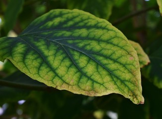 green leaf