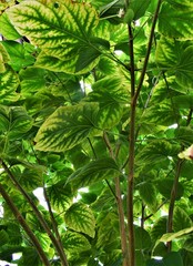 green leaves of a tree in spring