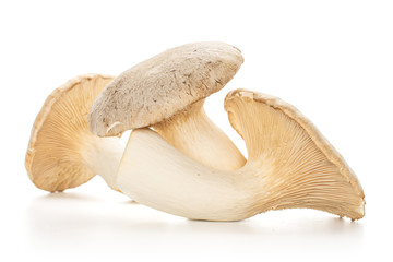 Group of three whole fresh creamy king trumpet mushroom isolated on white background