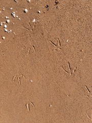 Vacation concept. Wet sand with shells and seagull traces texture background
