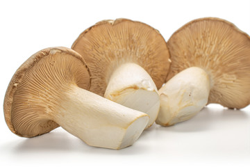 Group of three whole uncooked fresh creamy king trumpet mushroom isolated on white background