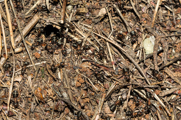 texture of a brown natural forest anthill with ants a lot of small insects in the forest, wildlife background