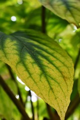 green leaf with drops of water