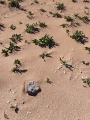 Dry sand with shells, rocks and grass texture background
