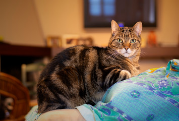 A European cat relaxes on the sofa