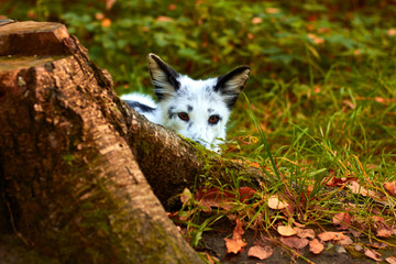 Frightened animal hiding from people. The fox behind the stump.