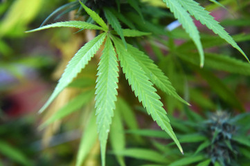 marihuana