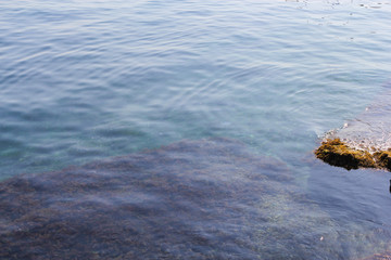 Algae on the stones under water.