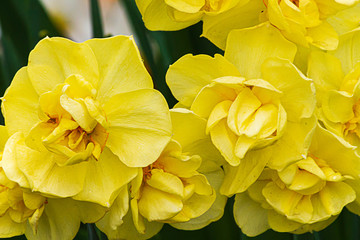 Obraz na płótnie Canvas double yellow narcissus variety blooming in sunshien with orange stamens