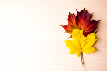 Naklejka na ściany i meble Autumn background with red and yellow maple leaves. Bright maple autumn leaves on white wooden background with space for text, flat lay, top view. Autumn composition. Autumn, thanksgiving day concept.