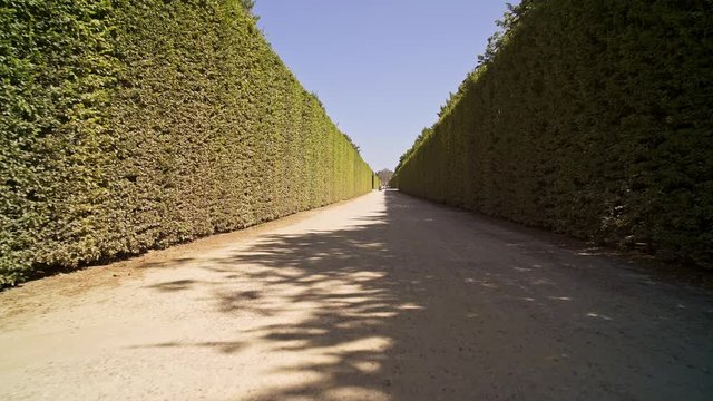 Low angle handheld tracking dolly shot between bushes in Versailles gardens alley at sunny day in spring