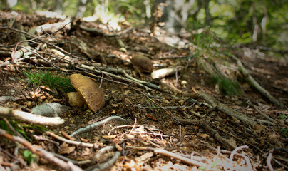 Fungus (Mushroom) boletus edulis, aereus, aestivalis, pinophilus, newly found and caught in the woods.