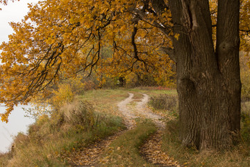 Autumn landscape with fall yellow golden oak trees and road