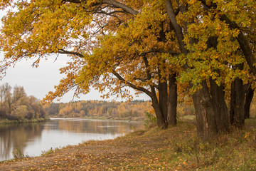 Fototapeta na wymiar Autumn landscape with river and fall yellow golden oak trees