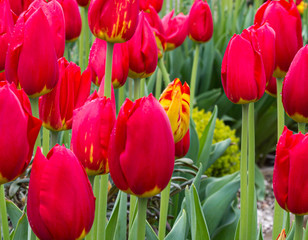 Obraz premium bright red tulips blossoms and buds growing in garden sunlight