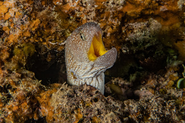 Moray eel Mooray lycodontis undulatus in the Red Sea, eilat israel