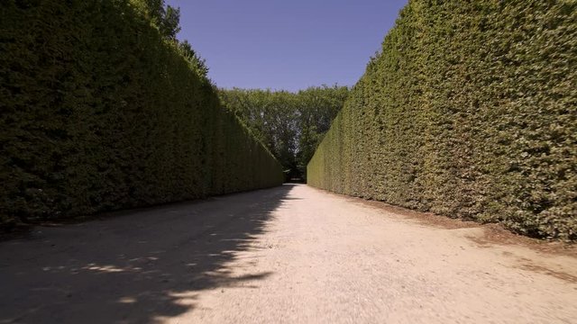 Low angle handheld tracking dolly shot in Versailles gardens between green bushes alley in France at sunny day in spring