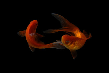 Koi fish is domesticated version of common carp. This fish is most famous by its beautiful colors...