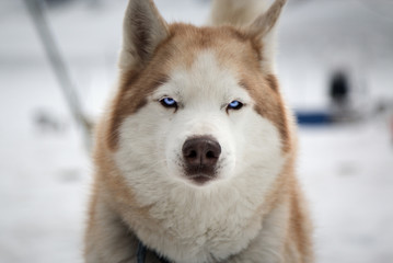 Shyla the Husky 2
