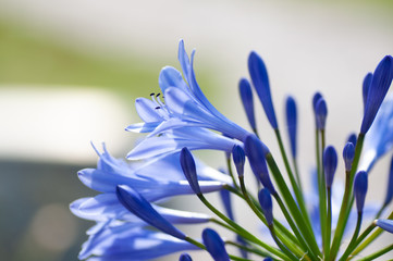 Close up of agapanthus in bloom in a sunny day