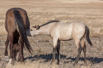 americana, animal, autumn ,desert ,equine ,foal ,heritage ,horse, wild horses, mammal ,mare ,mustang horse, nature ,outdoors,, Utah, wild ,wildlife
