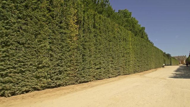 Low angle handheld tracking shot of bushes in Versailles gardens alley at sunny day in spring