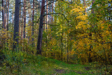 Trees in autumn colors in the forest. Autumn landscape