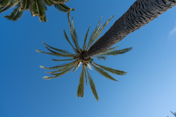 Palmera