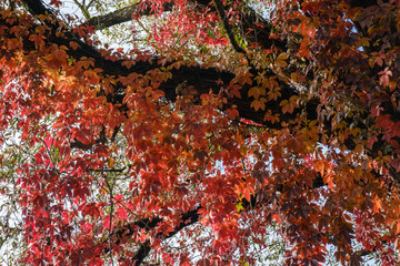 tree entwined with wild grapes in autumn colors in the forest. Autumn is here